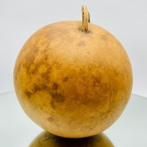 Clean Dried Natural Gourd 
ARTS & CRAFTS Project Ready Large ROUND BALL Style